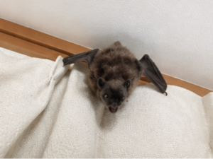お部屋に出てきたコウモリ