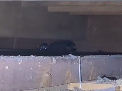 天井裏にいるアライグマのこども