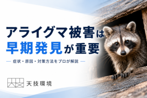 アライグマ駆除アイキャッチ画像