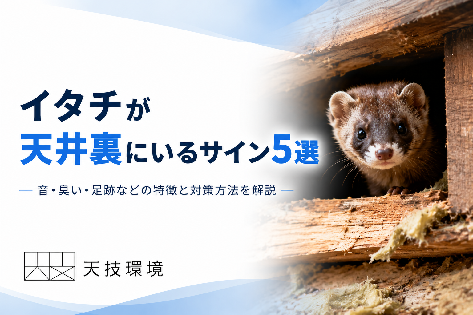 イタチ駆除アイキャッチ画像