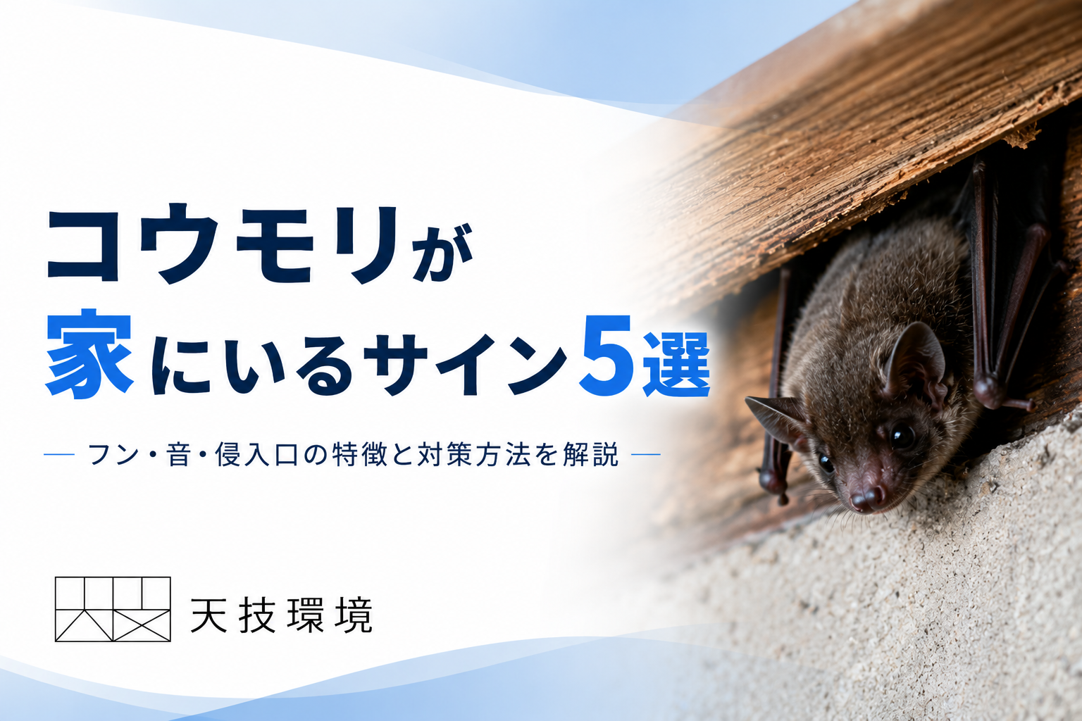 コウモリ駆除アイキャッチ画像