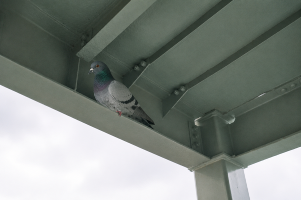 マンション階段部にハト